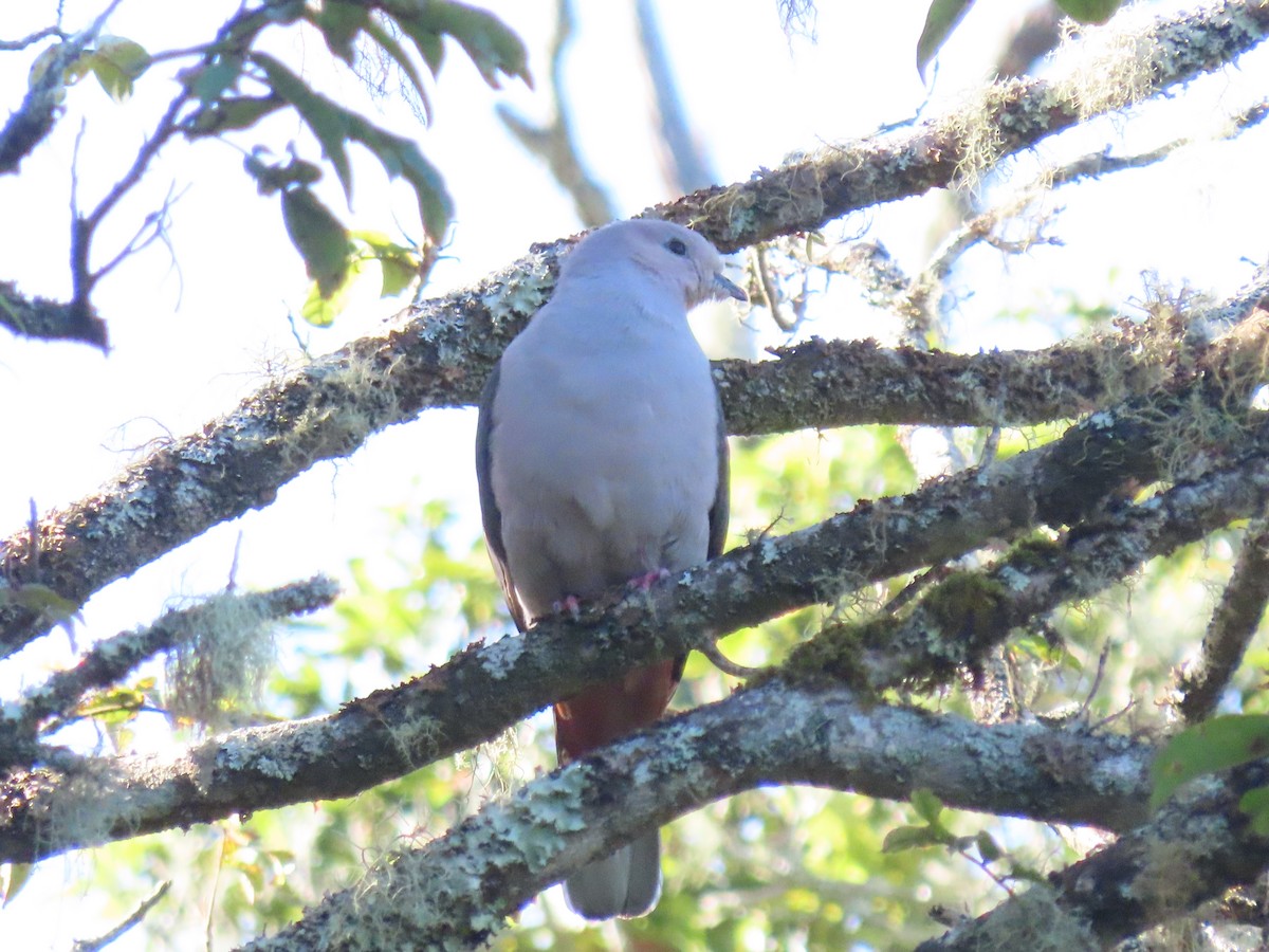Dark-backed Imperial-Pigeon - ML642183402
