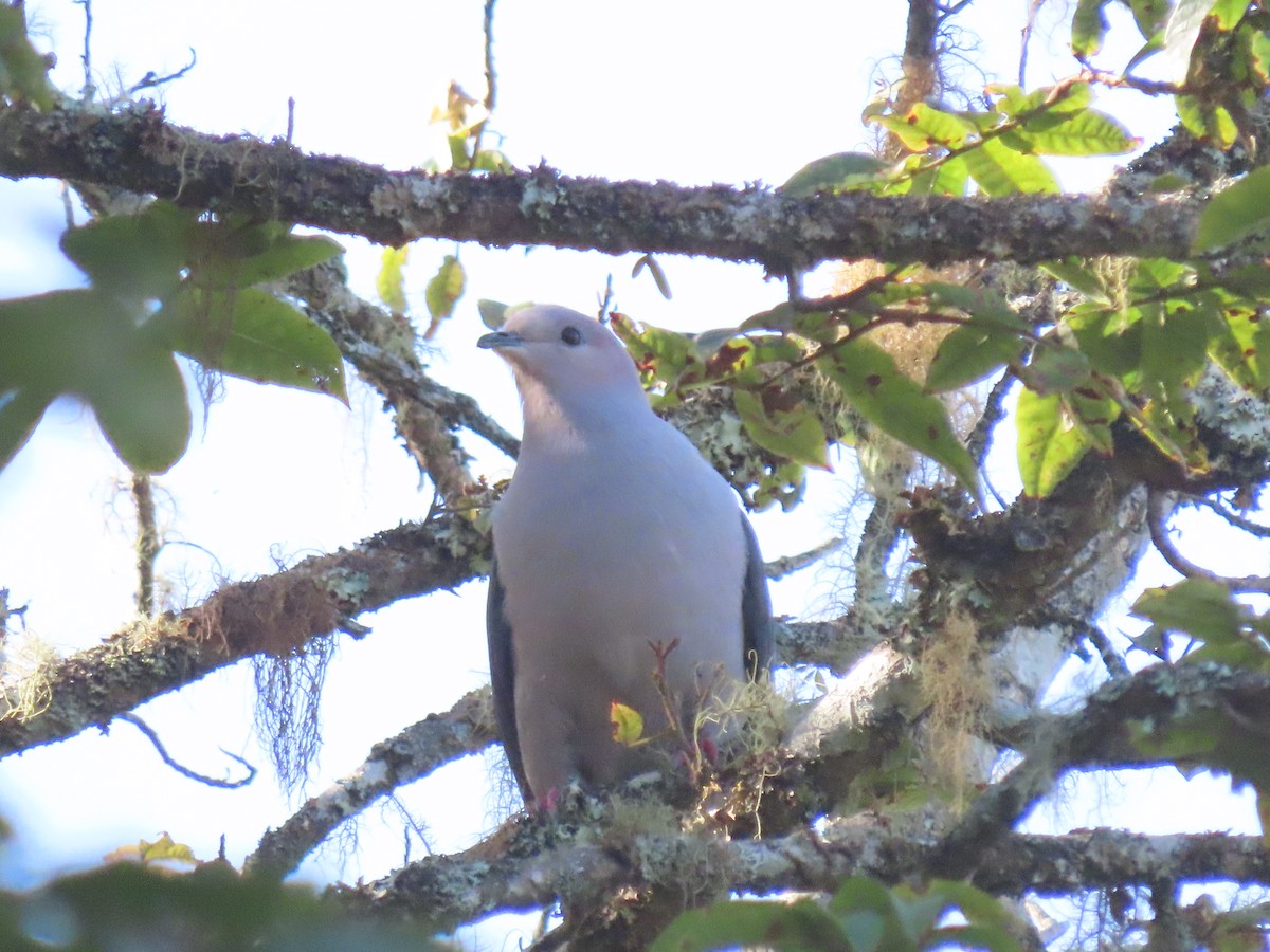 Dark-backed Imperial-Pigeon - ML642183403