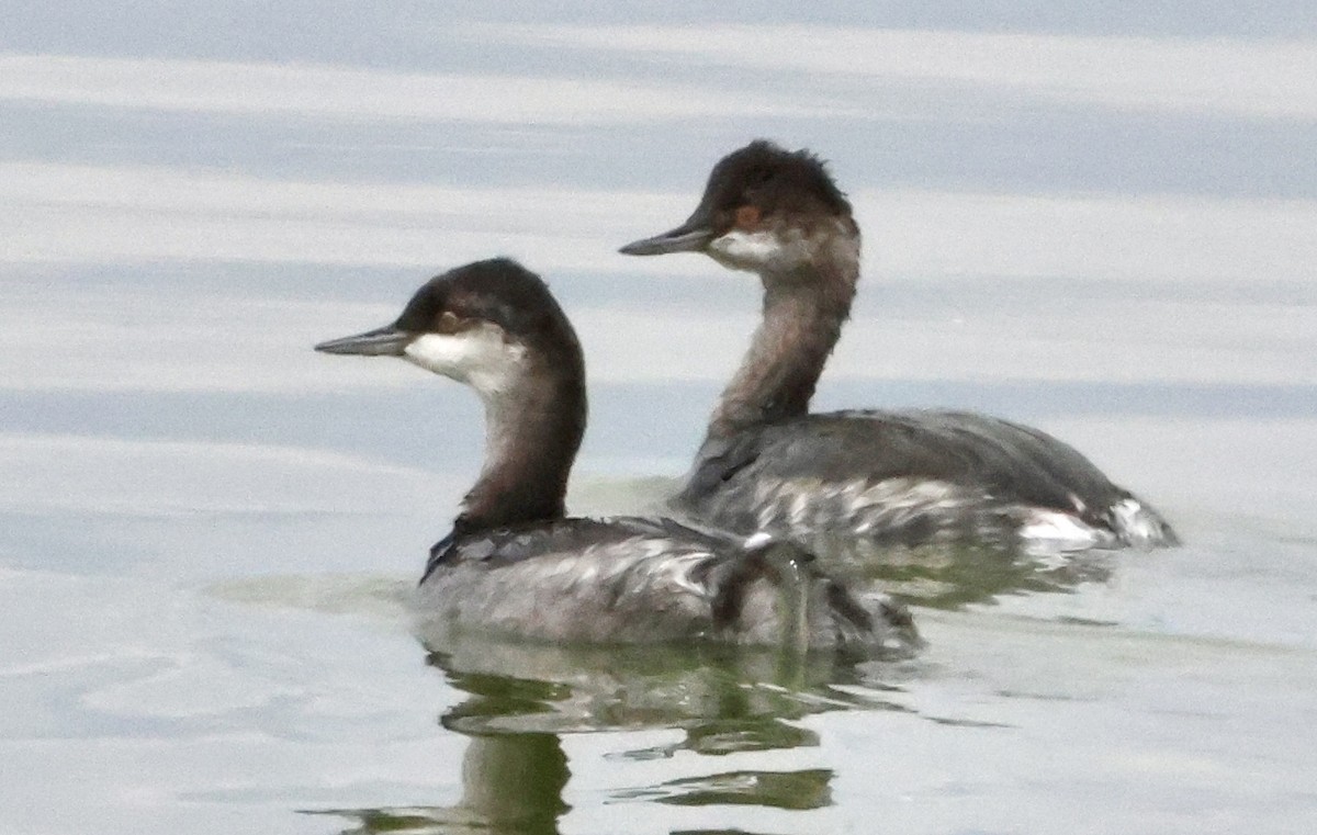 Horned Grebe - ML642183415