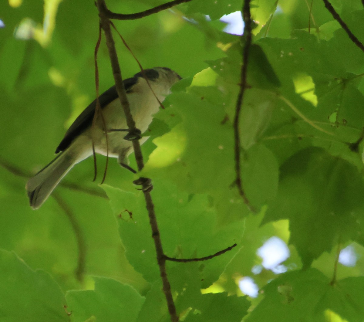 Tufted Titmouse - ML642183433