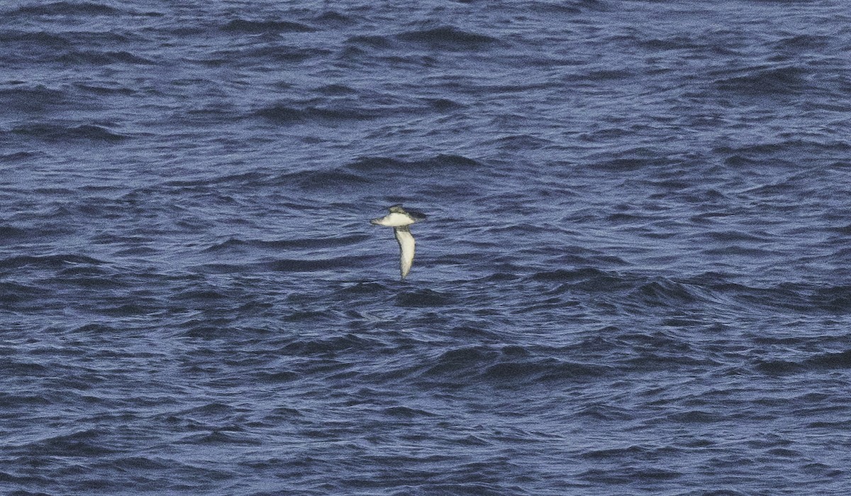 Berta balearica - ML642183449