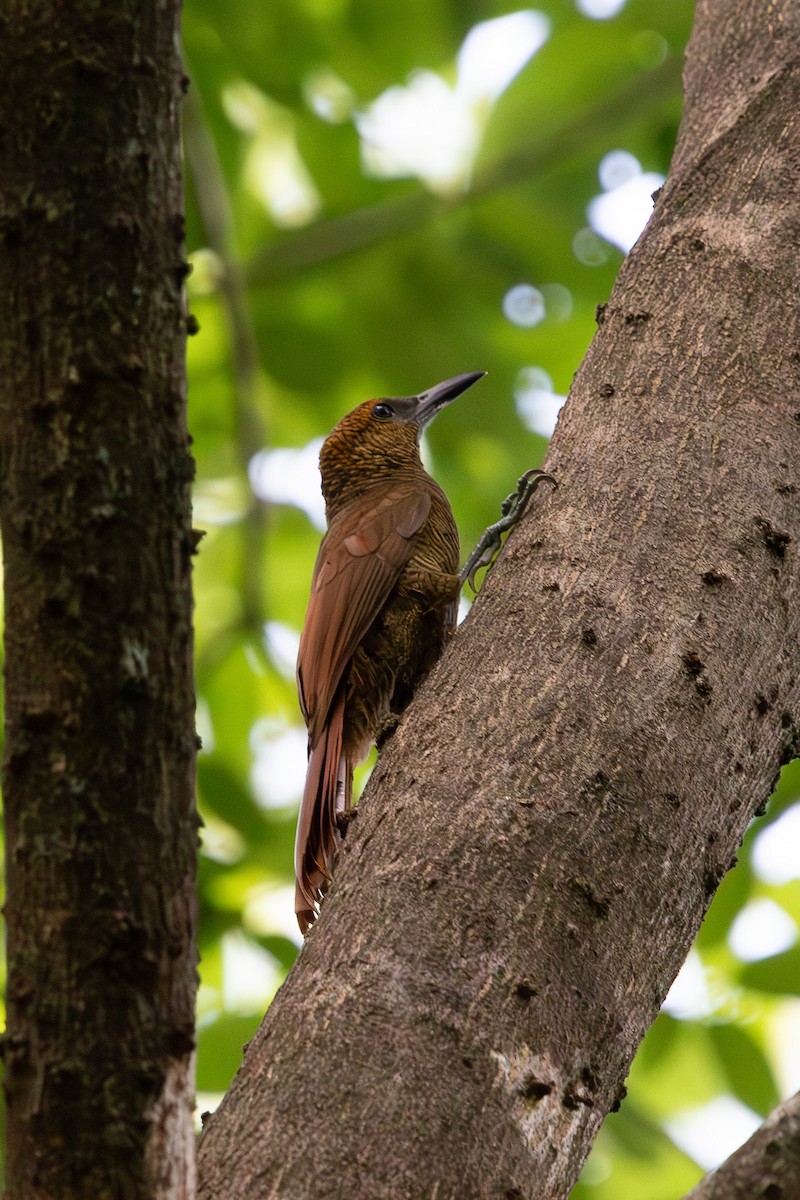 Northern Barred-Woodcreeper - ML642183472