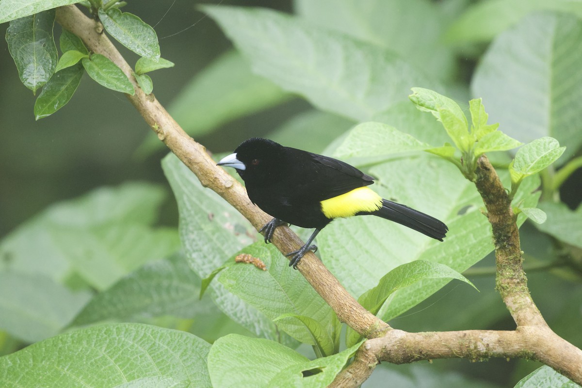 Alev Sokumlu Tangara (icteronotus) - ML642183475