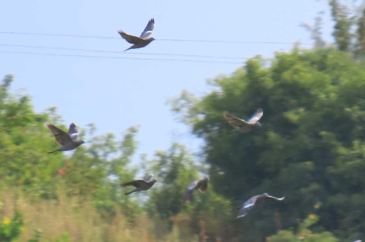 Ringeltaube - ML642183477