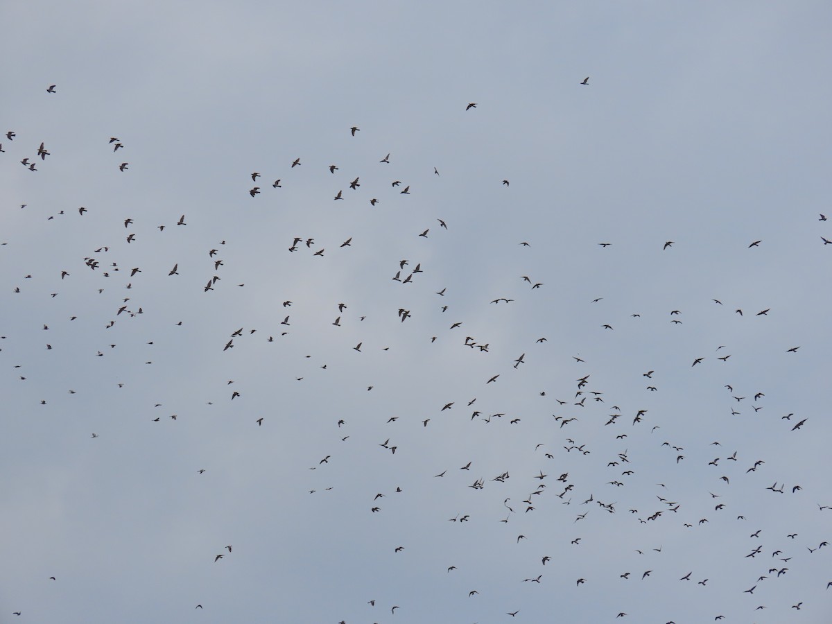 Ringeltaube - ML642183478