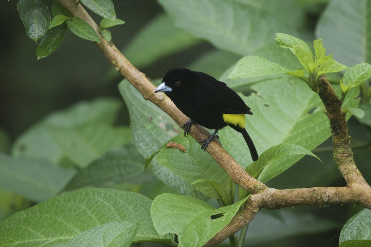 Alev Sokumlu Tangara (icteronotus) - ML642183479