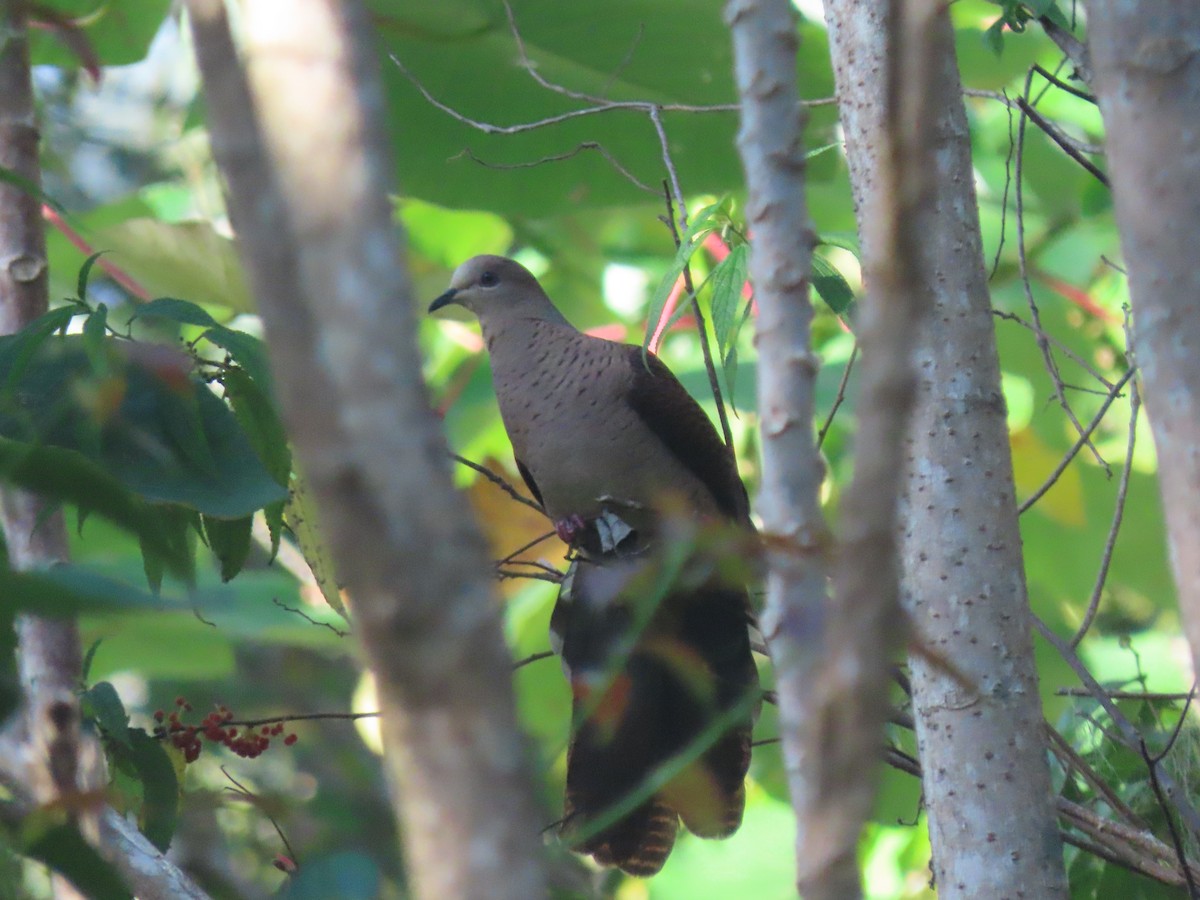 Barred Cuckoo-Dove - ML642183487