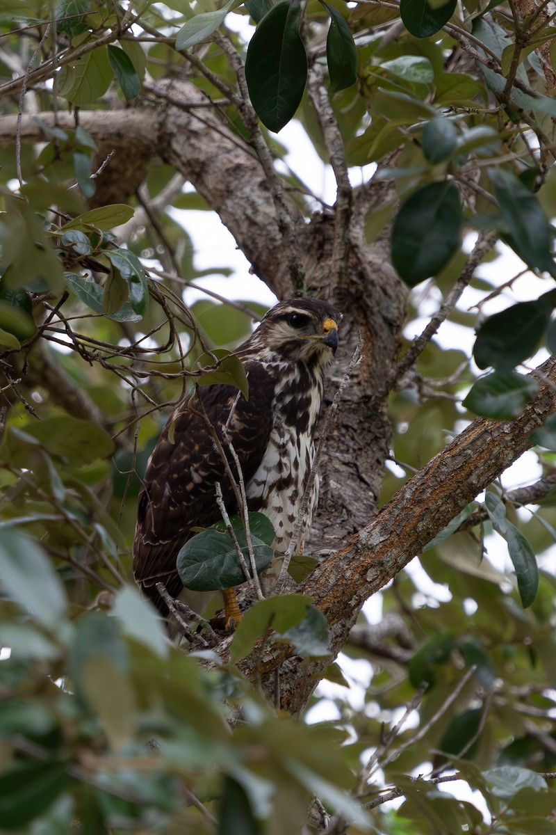 Gray Hawk - ML642183504