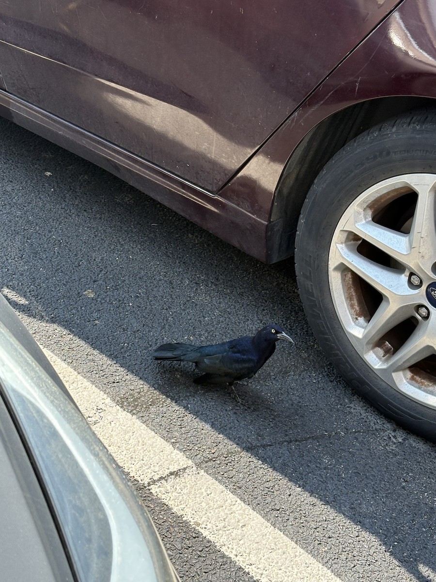 vlhovec velkoocasý - ML642183508