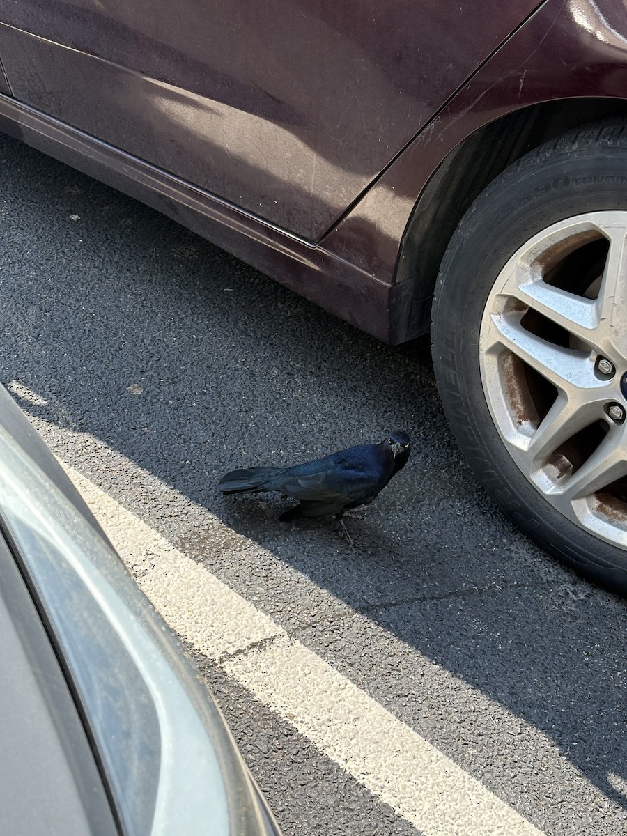 vlhovec velkoocasý - ML642183509