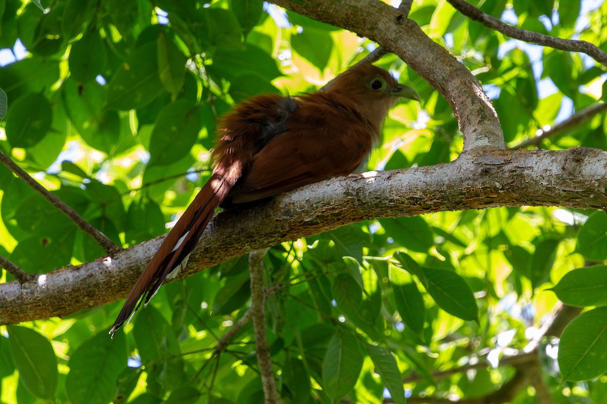Common Squirrel-Cuckoo - ML642183532