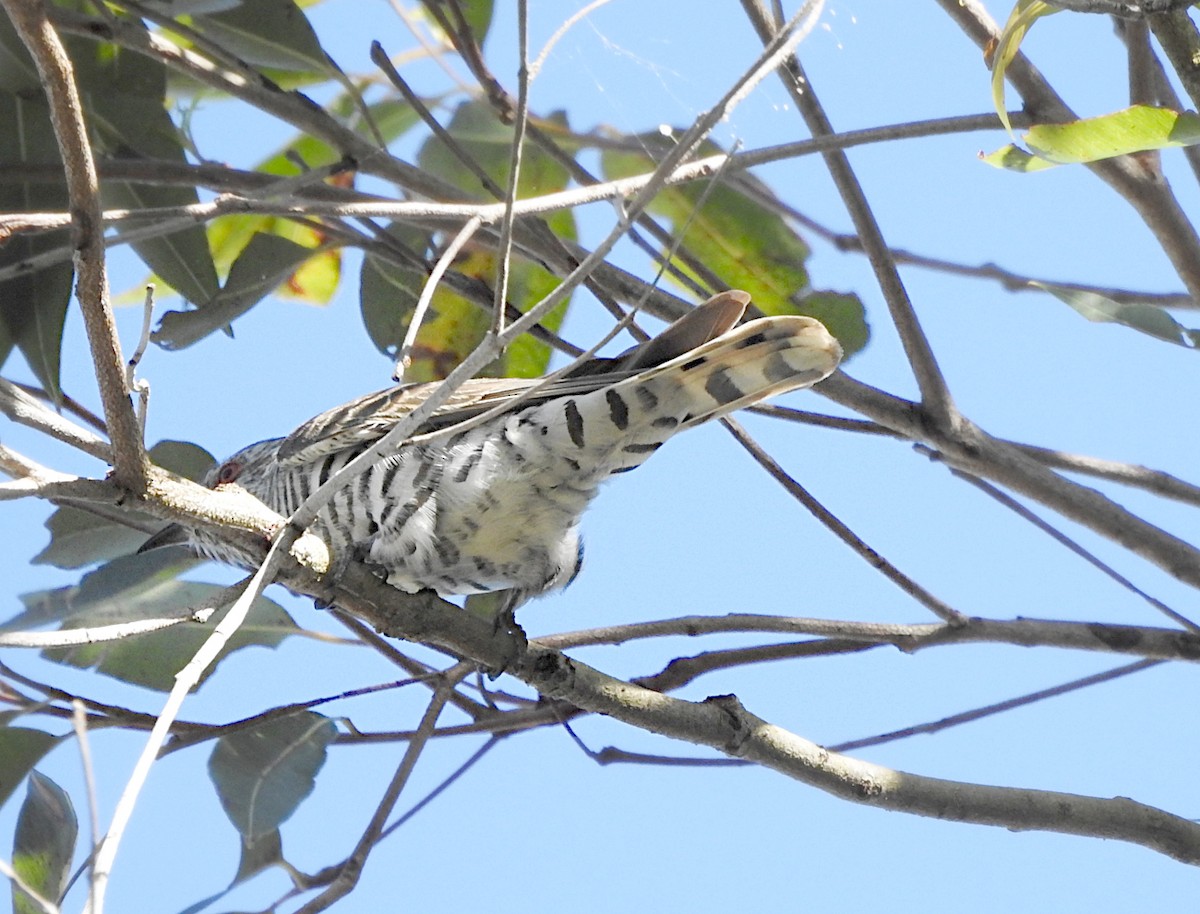 Little Bronze-Cuckoo - ML642183568