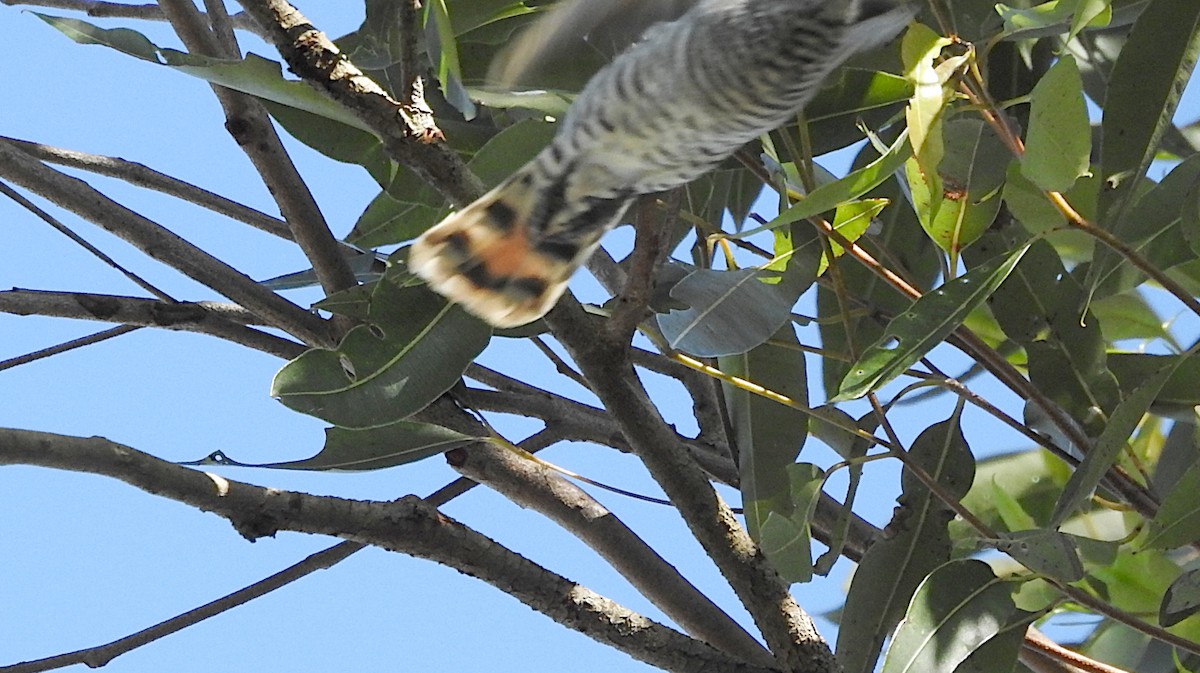 Little Bronze-Cuckoo - ML642183570