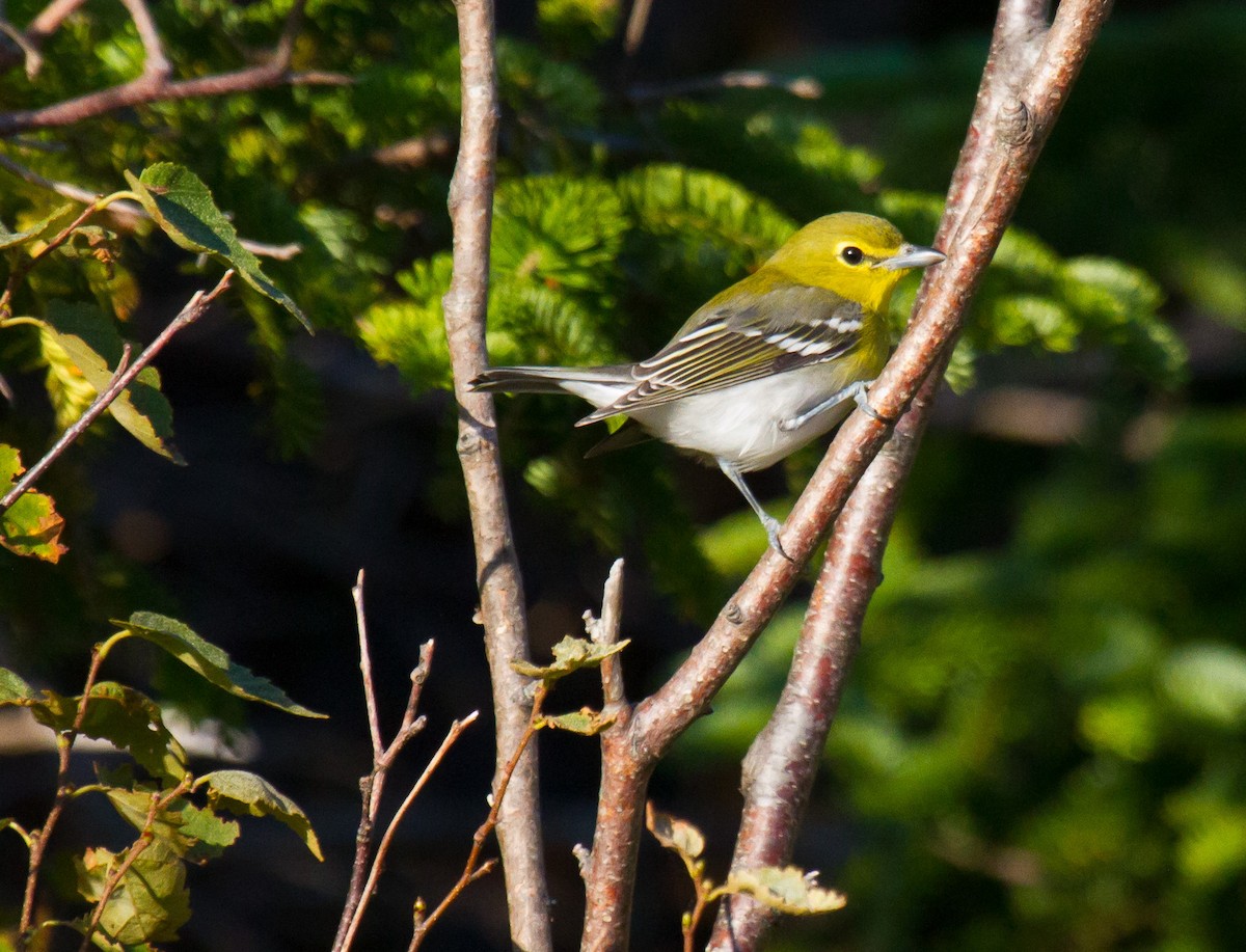 Sarı Gerdanlı Vireo - ML642183572