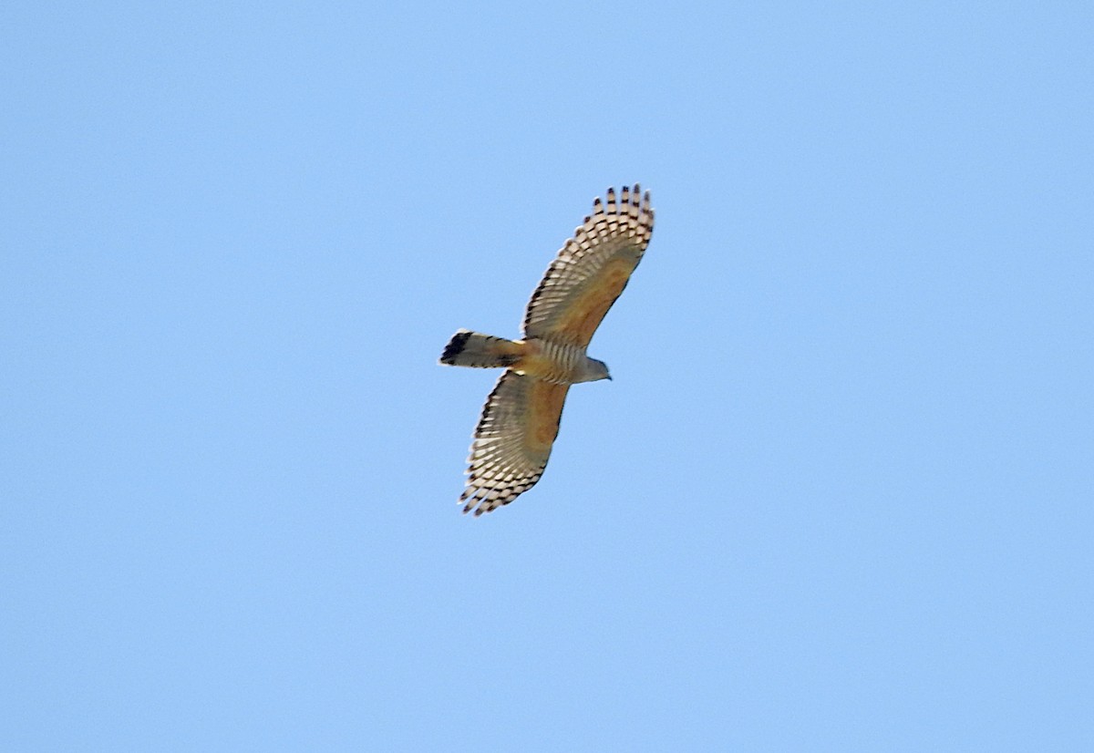 Pacific Baza - ML642183588