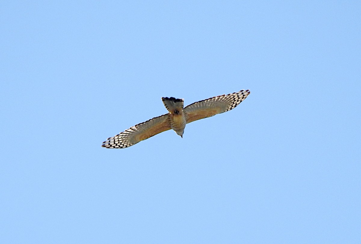 Pacific Baza - ML642183589