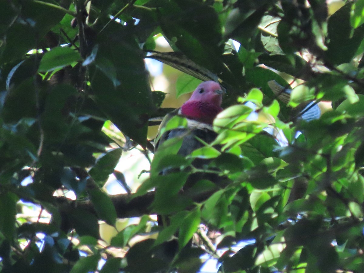 Pink-headed Fruit-Dove - ML642183596