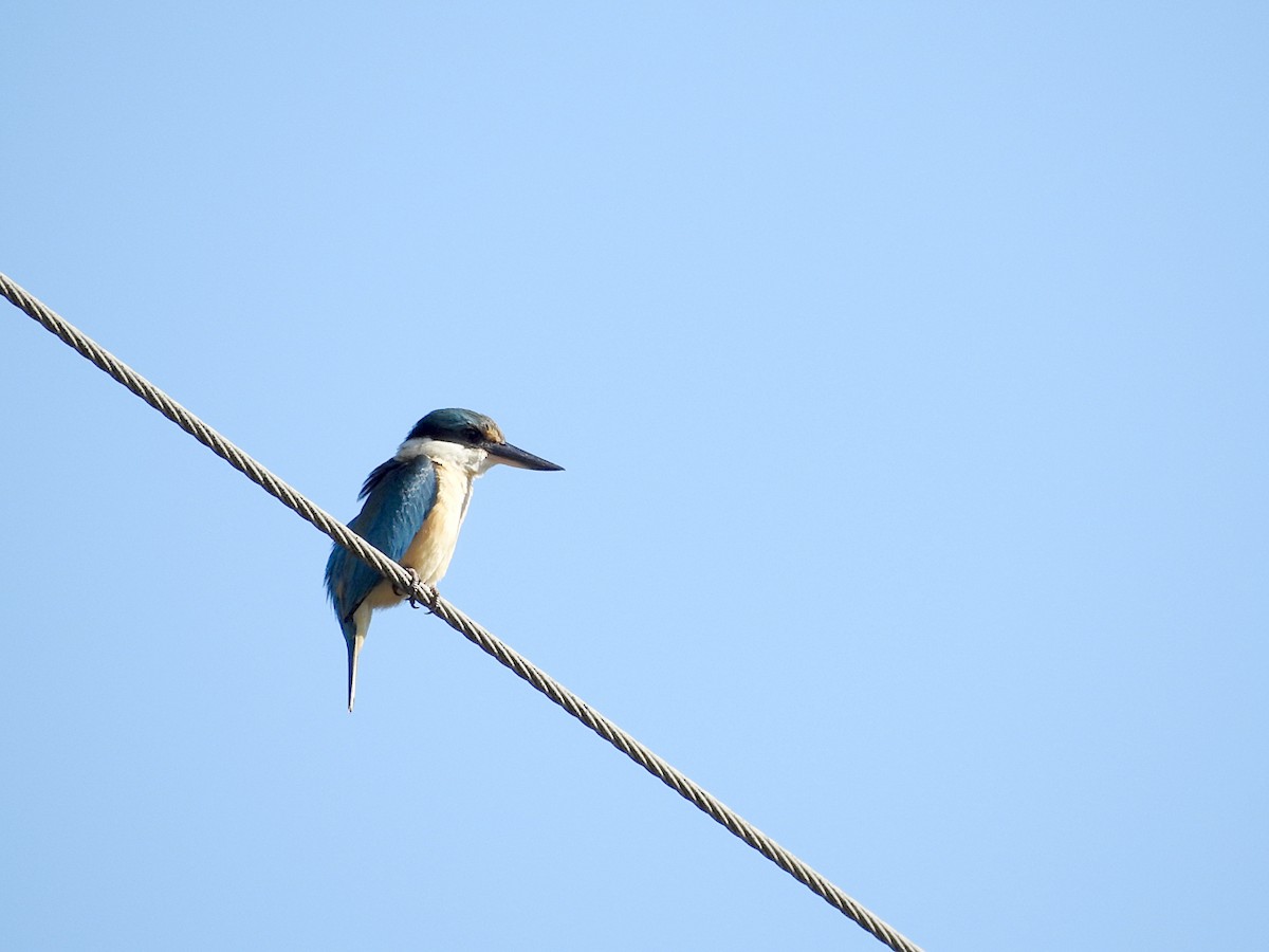 Sacred Kingfisher - ML642183608