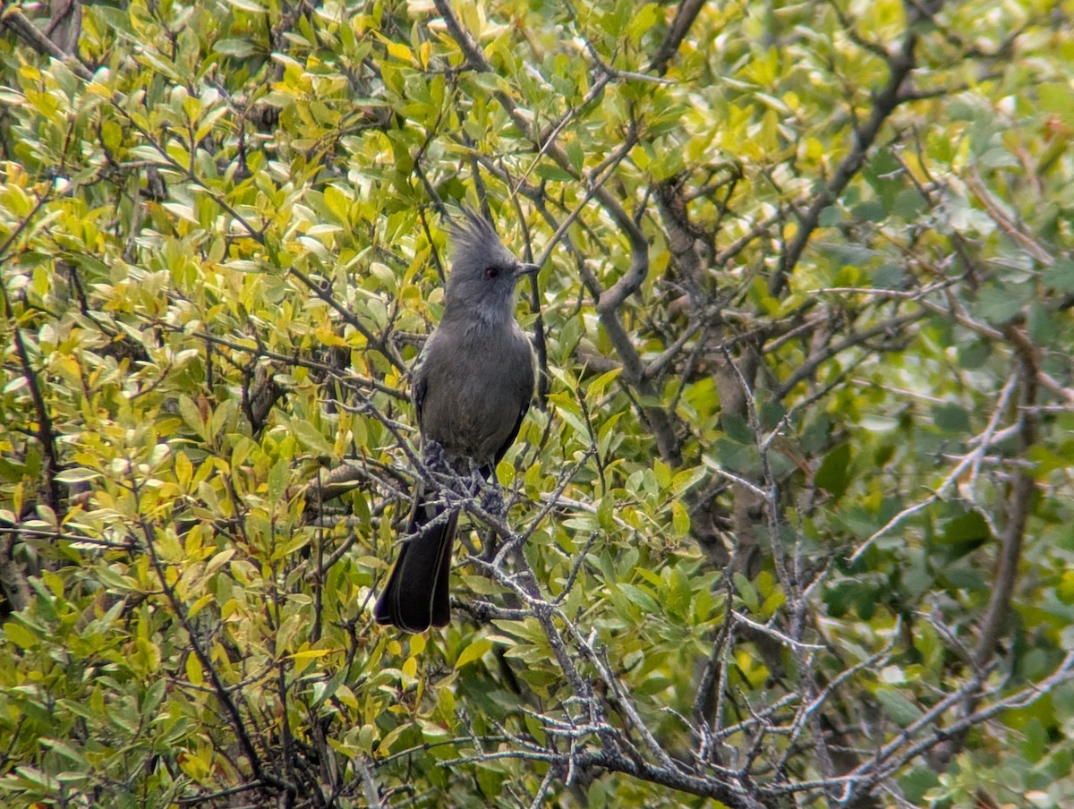 Phainopepla - ML642183616