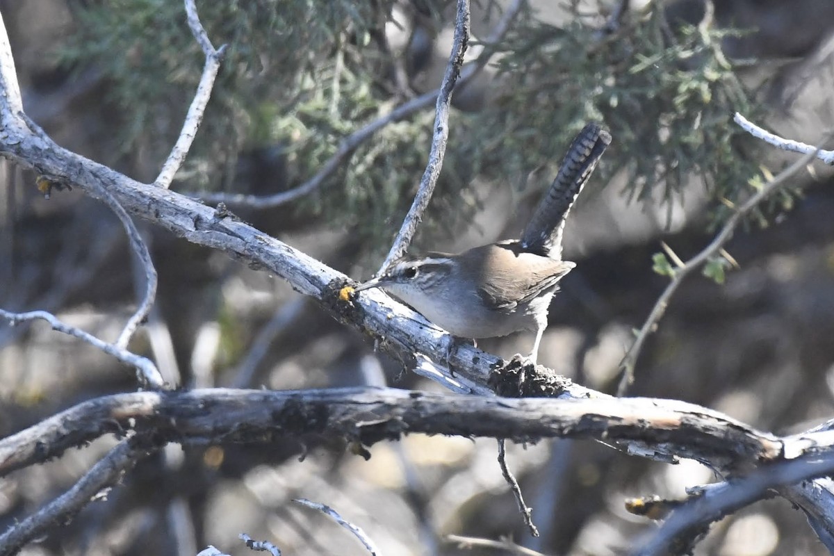 Bewick's Wren - ML642183621