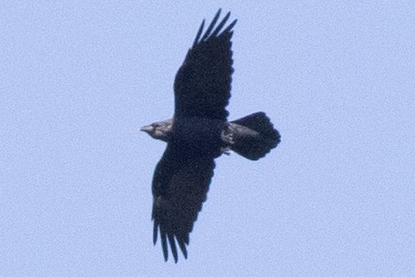 Common Raven - ML642183633