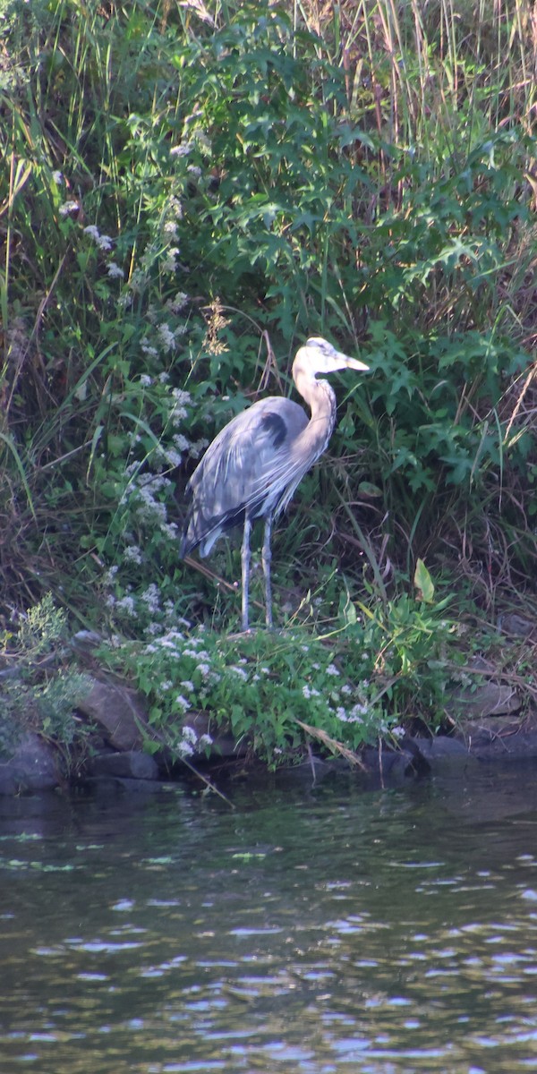 Great Blue Heron - ML642183636