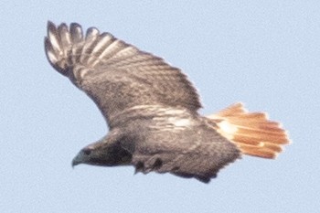 Red-tailed Hawk (borealis) - ML642183638