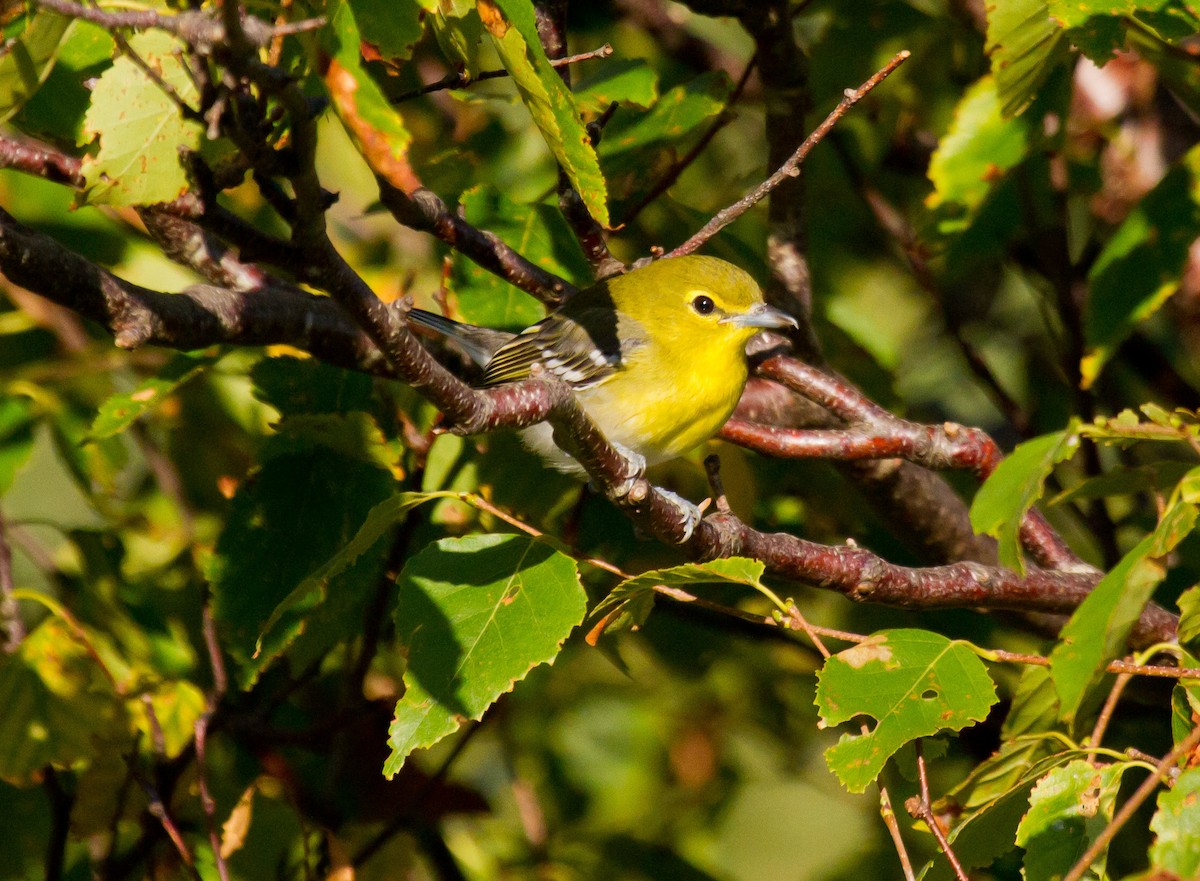Sarı Gerdanlı Vireo - ML642183643
