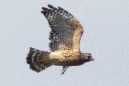 Red-shouldered Hawk - ML642183645