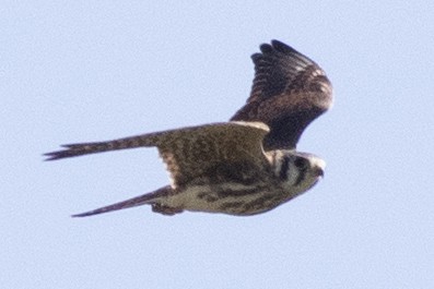 American Kestrel - ML642183664