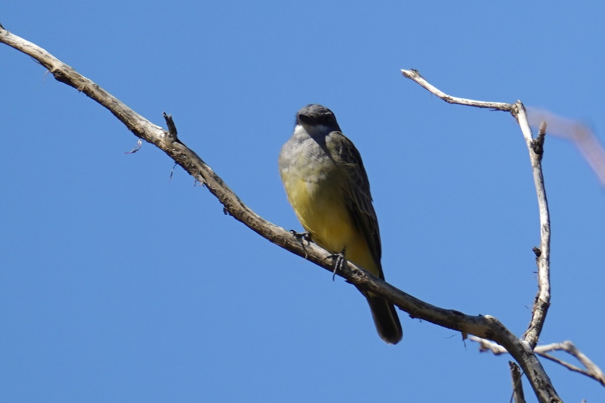 Cassin's Kingbird - ML642183668