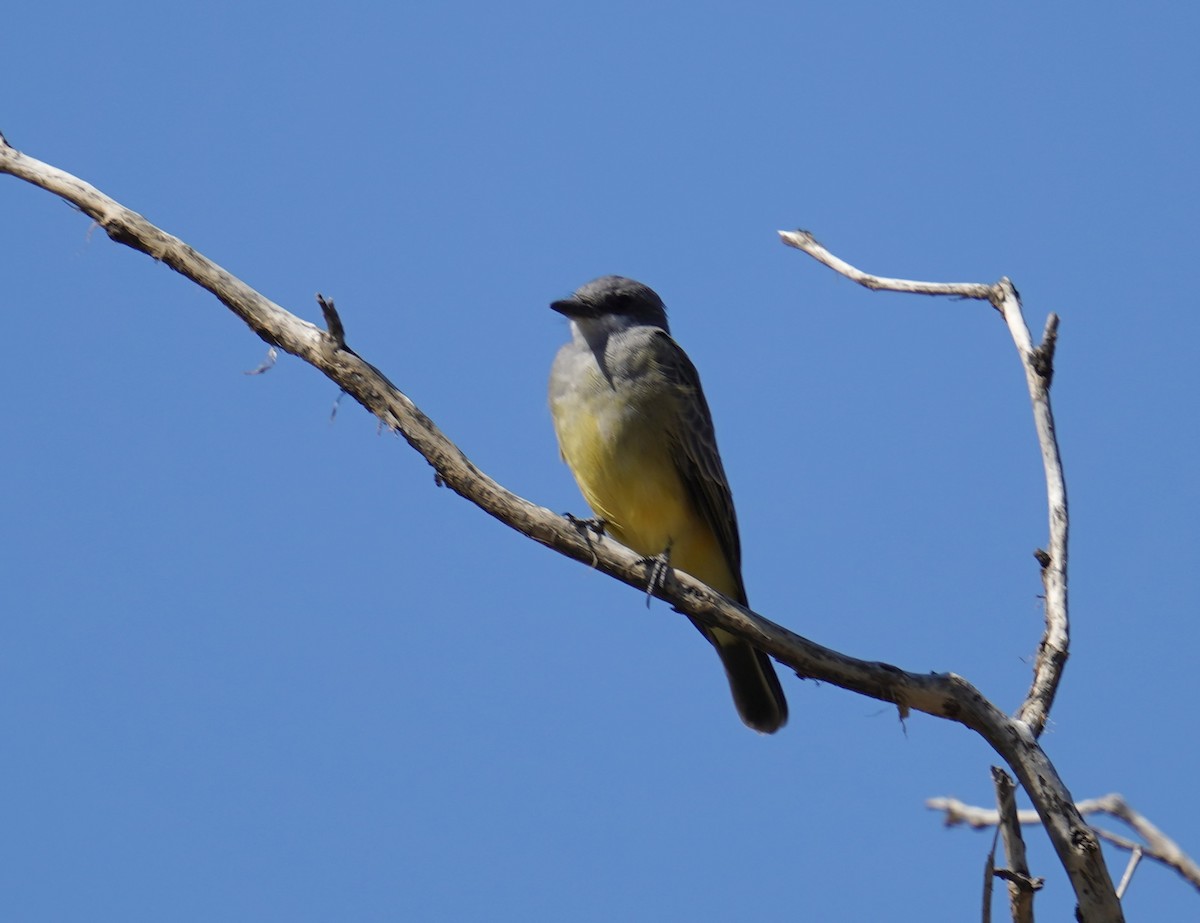 Cassin's Kingbird - ML642183669