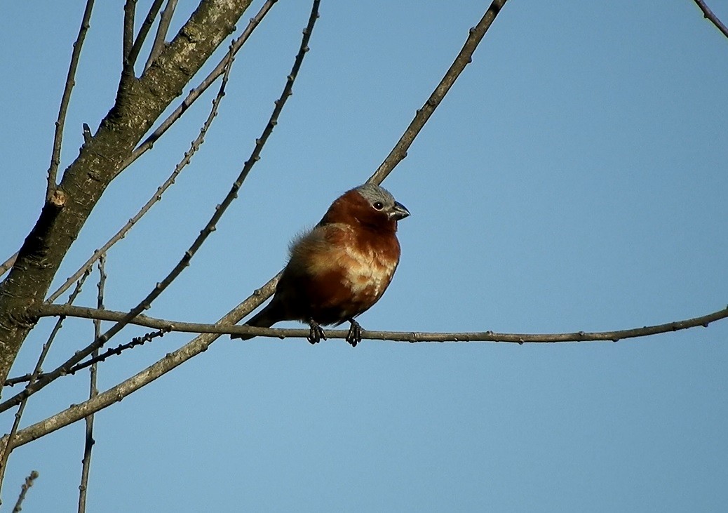 Chestnut Seedeater - ML642183676