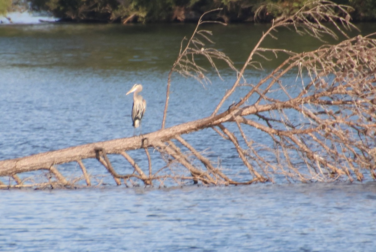 Great Blue Heron - ML642183693