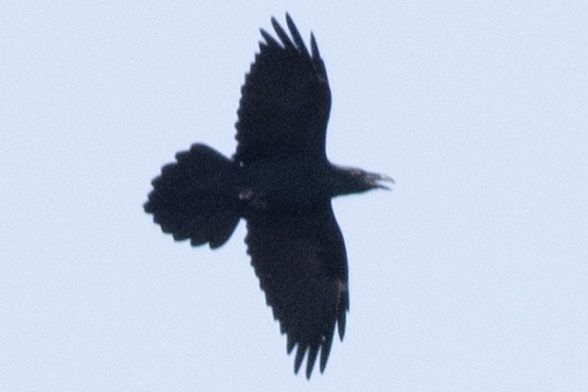 Common Raven - ML642183700