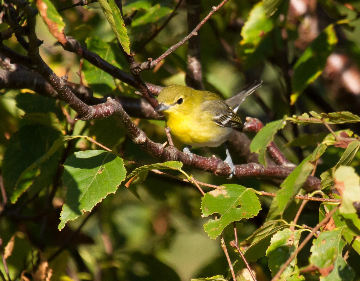Sarı Gerdanlı Vireo - ML642183706