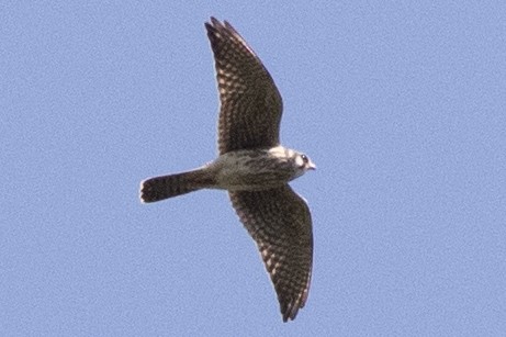 American Kestrel - ML642183708