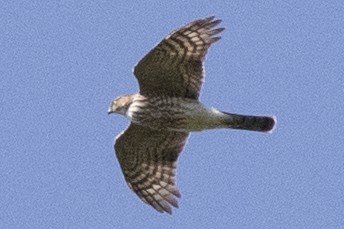 Sharp-shinned Hawk - ML642183719
