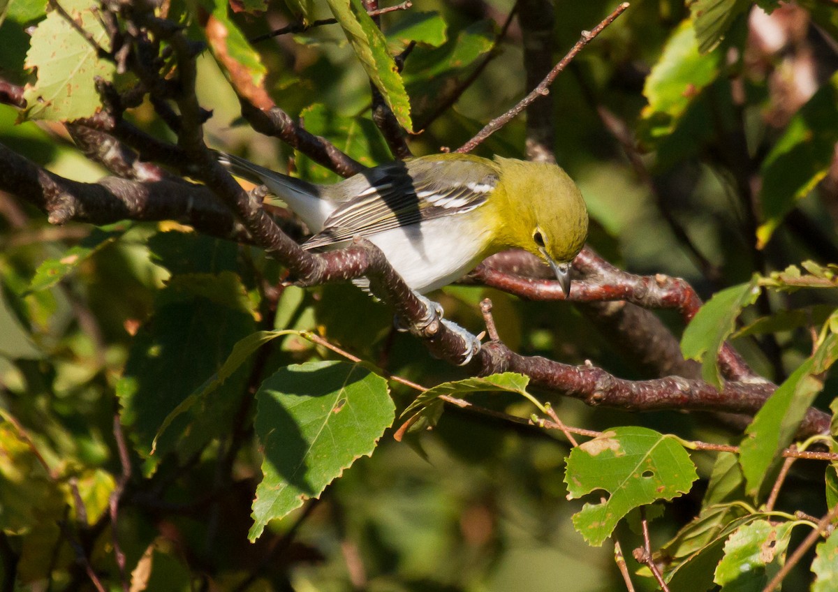 Sarı Gerdanlı Vireo - ML642183750