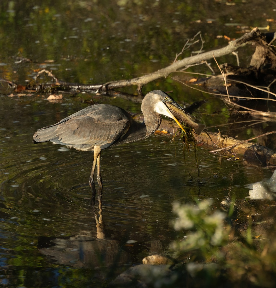 Great Blue Heron - ML642183757