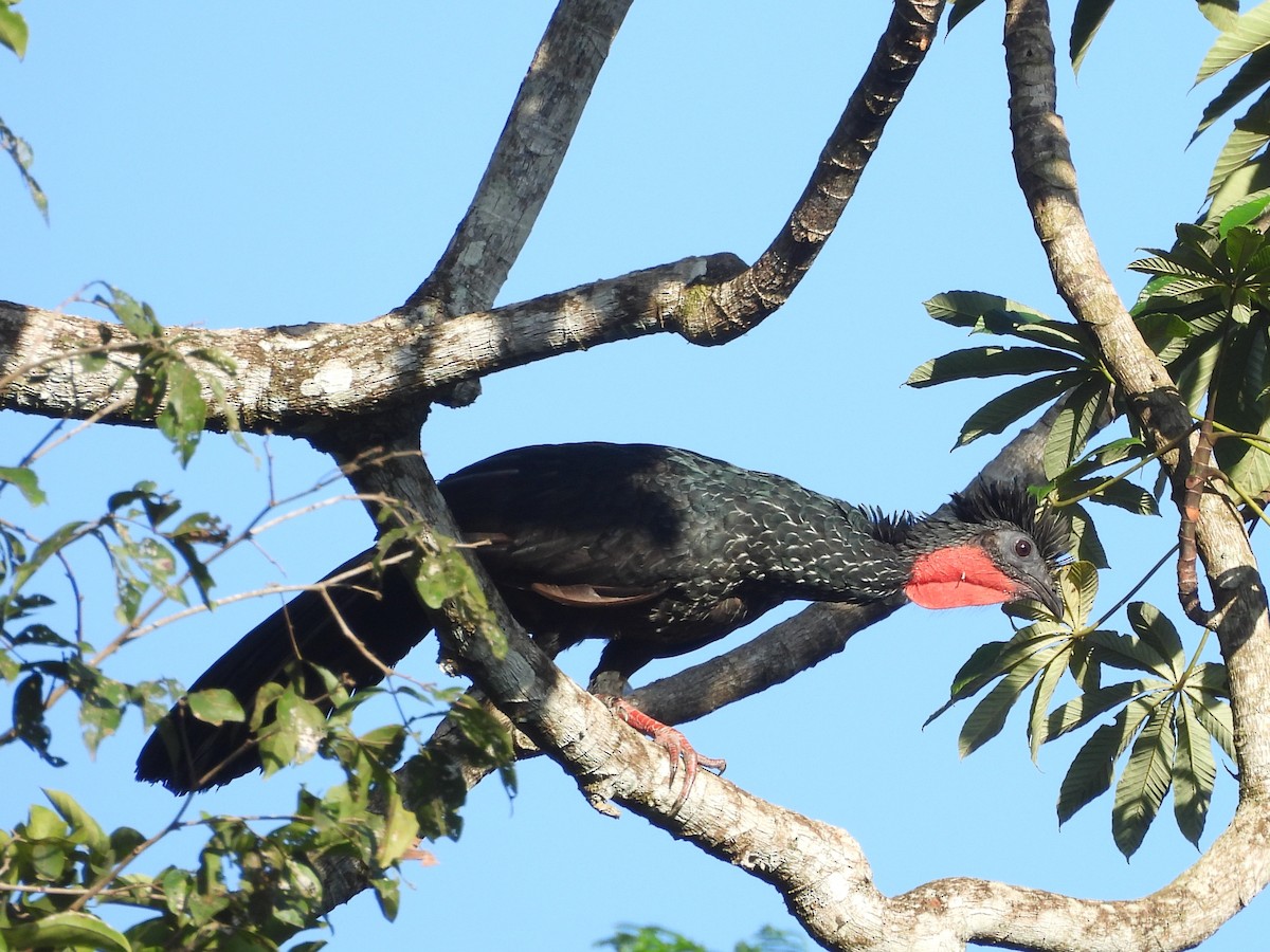 Spix's Guan - ML642183758
