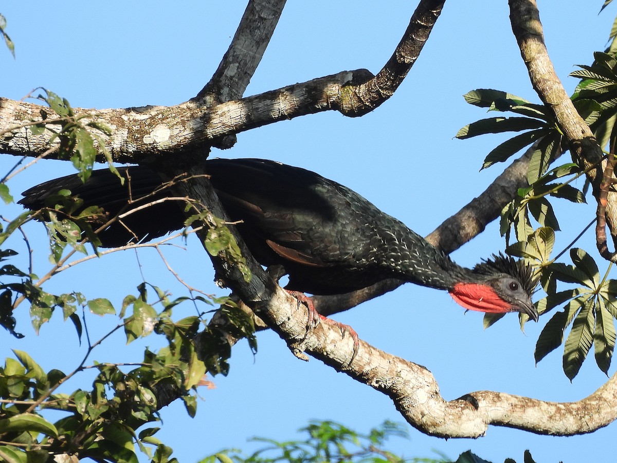 Spix's Guan - ML642183759