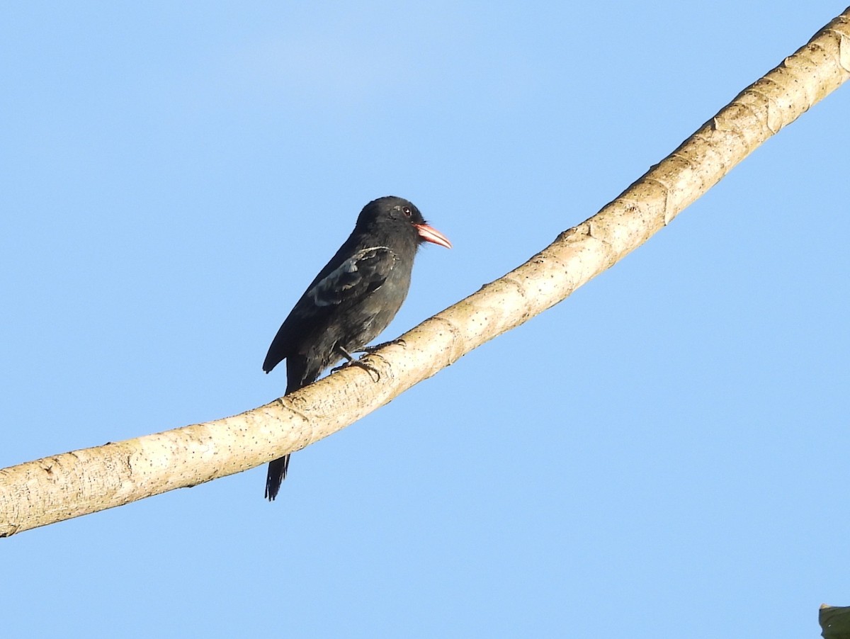 Black Nunbird - ML642183763