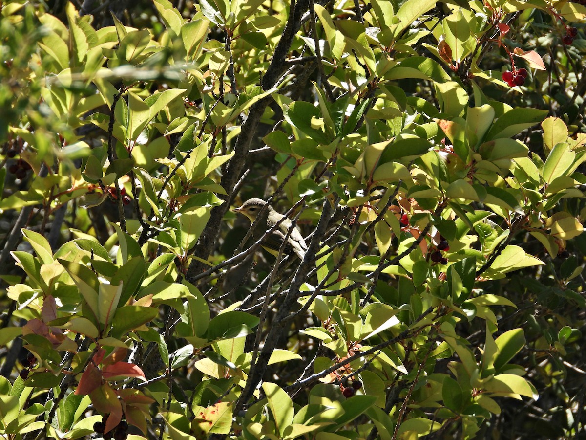 Western Warbling Vireo - ML642183769