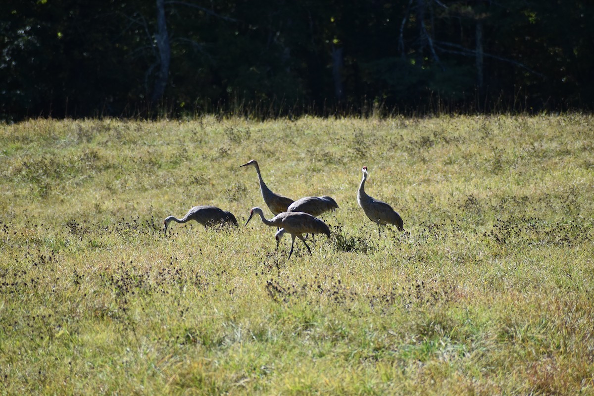 Sandhill Crane - ML642183772
