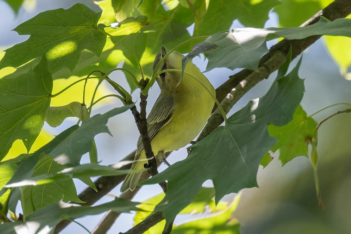 Philadelphia Vireo - ML642183808