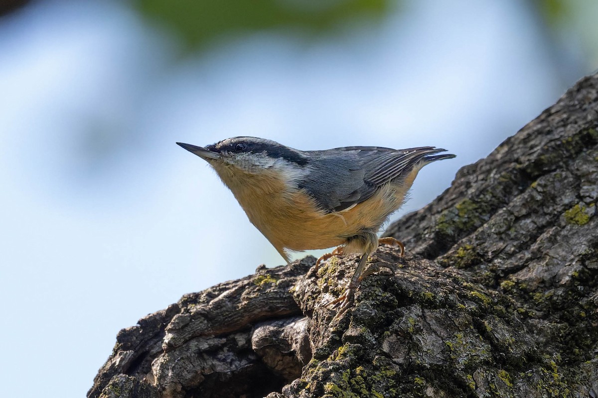 Red-breasted Nuthatch - ML642183819