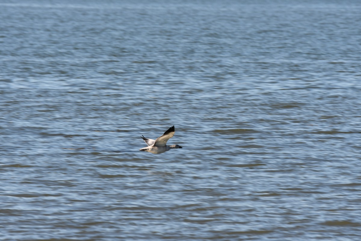 Snow Goose - ML642183824