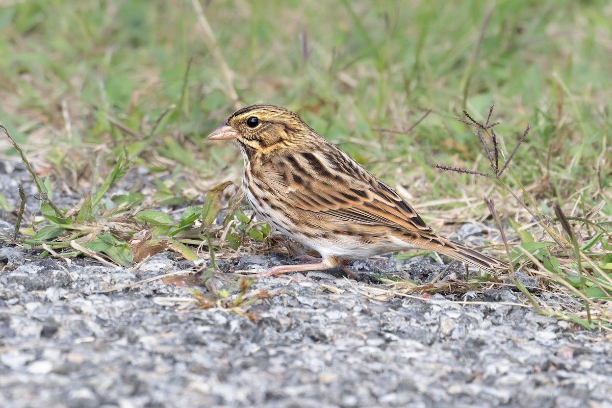 Savannah Sparrow - ML642183835