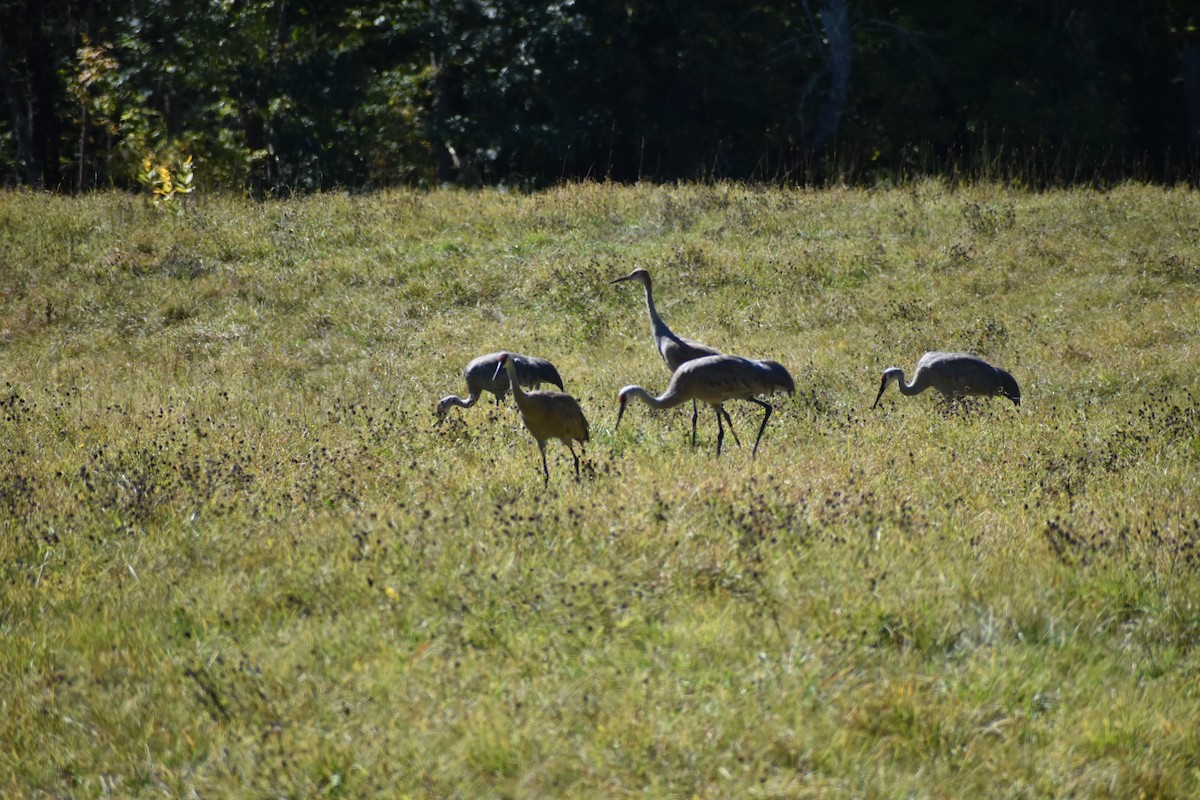 Sandhill Crane - ML642183838